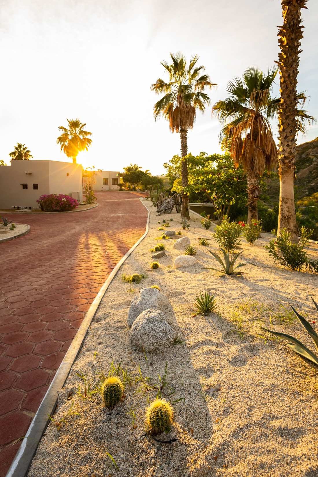 Cactus garden driveway