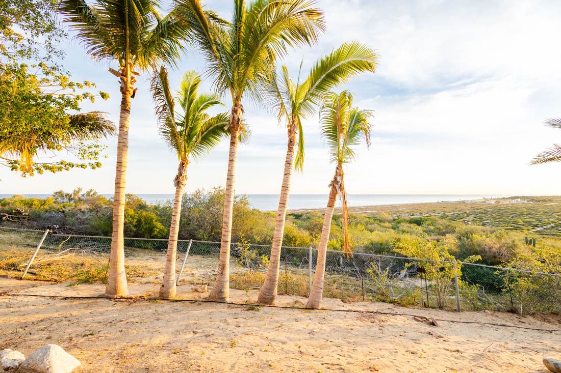 Palms with sea view